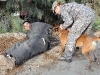 Bertje, a patrol explosive detector dog from the 230th Military Police Company K9 unit, captures U. S. Army Sgt. Okan Scott of Alexandra, VA, 300th Mobile Public Affairs Detachment, Task Force Bastogne, while he wears a bite suit simulating a criminal on the run at Forward Operating Base Fenty here August 13th. Bertje assists U.S. Army Staff Sgt. Sabrina Lindahl of Oroville, CA, 230th Military Police Company, Task Force Bastogne, locate explosive devices during routine patrols. (Photo by U.S. Army Spc. Richard Daniels Jr., Task Force Bastogne Public Affairs)