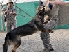 U.S. Army Staff Sgt. Sabrina Lindahl of Oroville, CA, 230th Military Police Company, Task Force Bastogne, trains with Doly, a patrol narcotics detector dog from Naval Air Station in Jacksonville, Fla., with a bite sleeve at Forward Operating Base Fenty here August 13th. (Photo by U.S. Army Spc. Richard Daniels Jr., Task Force Bastogne Public Affairs)