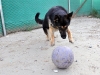 Meky, a patrol explosives detector dog from Naval Base Guam, plays with a ball after a hard day of training at Forward Operating Base Fenty here August 13th. Meky assists U.S. Army Master-at-Arms Sgt. Evan Desrosiers of Derry, NH, locate explosives during routine patrols. (Photo by U.S. Army Spc. Richard Daniels Jr., Task Force Bastogne Public Affairs)