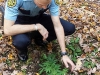 Deputy Dan Gagnon inspects a plant found growing outside a home Saturday.