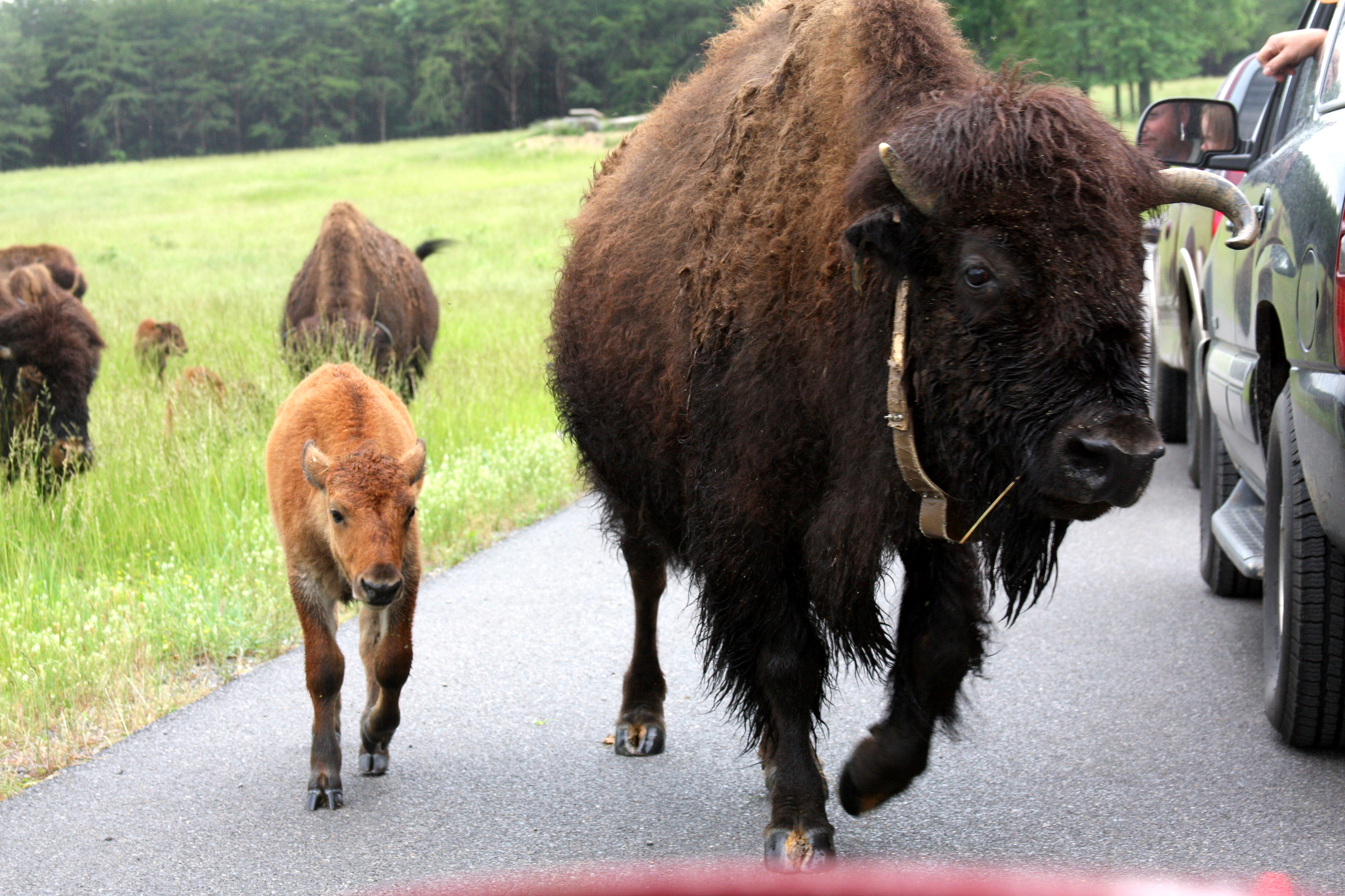 Where the elk and the bison roam ... - Clarksville, TN Online