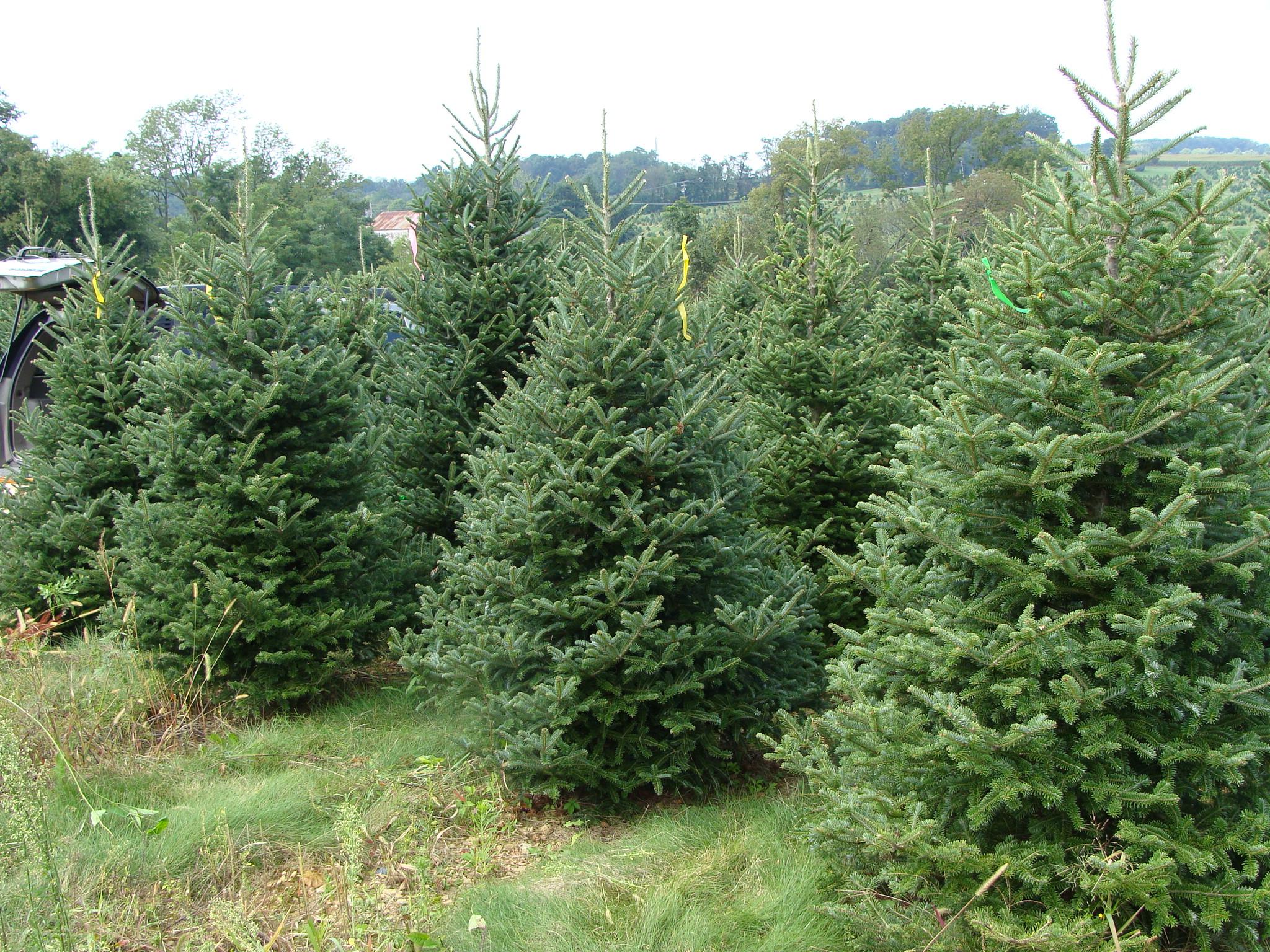 happy holidays christmas tree farms linked in