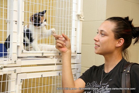 A woman plays with a kitten as she tries to decide if it is the one for her
