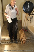 An animal control officer relocates one of the many dogs at the Montgomery County Animal Shelter