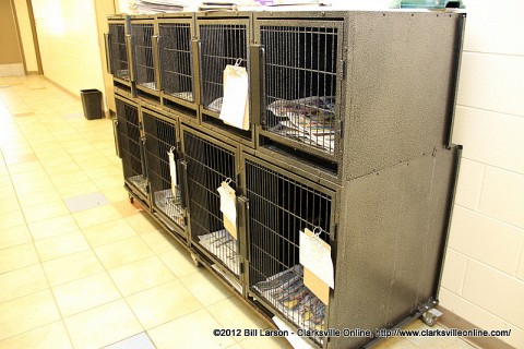 Excess pets are kept in temporary kennels stacked in a hallway