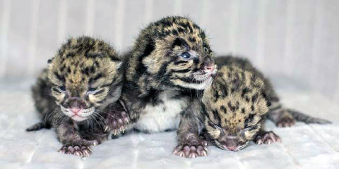 Three Clouded Leopards born at the Nashville Zoo