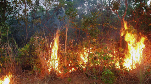 Understory fires doing long term damage to the Amazon Forest. (Credit: Doug Morton)