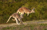 Two of the kangaroos that will be on exhibit at the Nashville Zoo's new Kangaroo Kickabout habitat. (Amiee Stubbs)