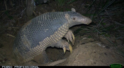 Giant Armadillo