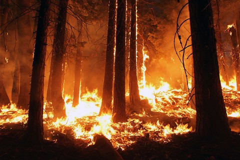 The 2013 Rim fire in and near Yosemite National Park, California, was the third largest in the state's history, burning more than 250,000 acres. Almost two years later, forest restoration efforts are still ongoing. (USFS/Mike McMillan)