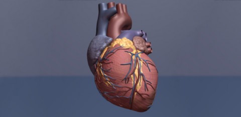 Heart Illustration. (American Heart Association)