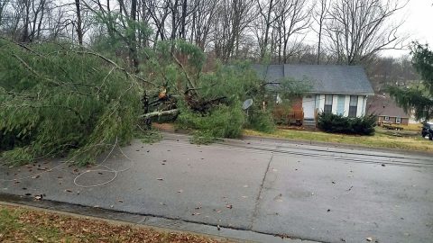 Early morning strong winds knocked down several trees in Clarksville.