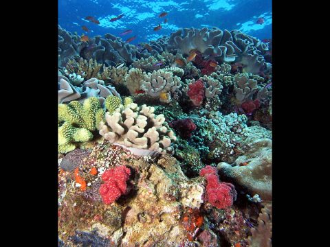 NASA coral reef studies in Hawaii this winter will help scientists understand this unique environment. (NOAA)