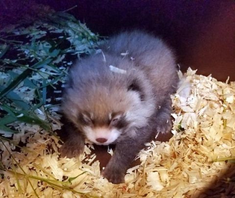 Second Red Panda born at Nashville Zoo. (Jennifer Wu, Carnivore Keeper)