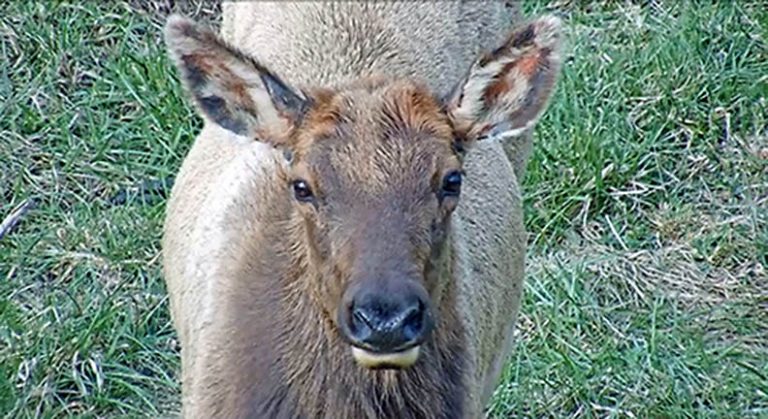 pa elk cam 2018