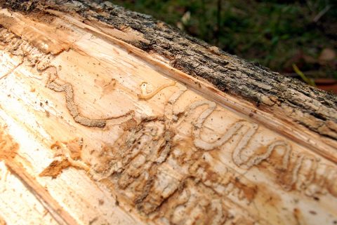 Cheatham County, Giles County, and Maury County now added to Tennessee and Federal Emerald Ash Borer (EAB) quarantine.