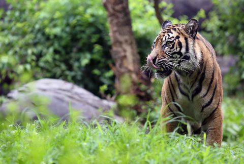 Three Sumatran tigers born are heading to their new home at the Nashville Zoo. (Amy Burgess, Nashville Zoo)