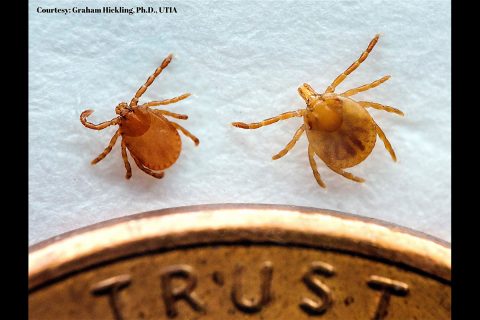 Tennessee Department of Agriculture says invasive Asian Longhorned Tick discovered in Tennessee.