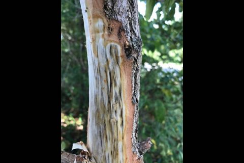Sassafras Tree infected by Laurel Wilt Disease.