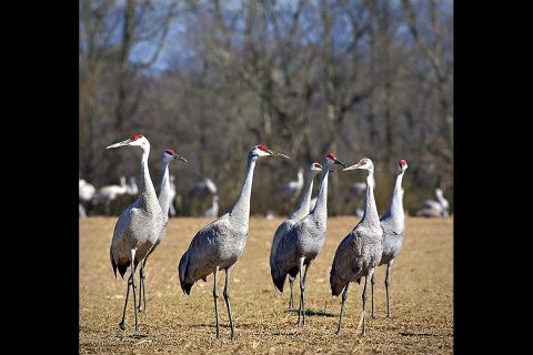 The 29th Annual Tennessee Sandhill Crane Festival is scheduled January 18th-19th at the Hiwassee Refuge and Birchwood Community Center.