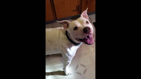 Companion Pet Rescue of Middle Tennessee - Bella
