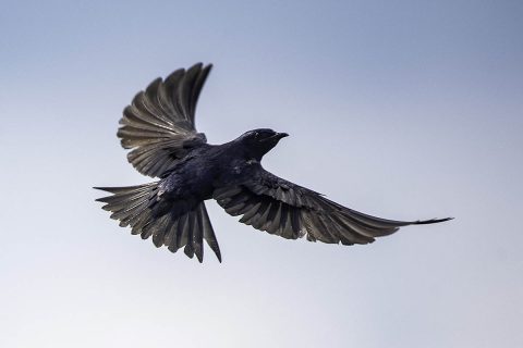 Purple Martin 