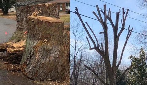 Cleanup Don'ts: During the annual Spring Cleanup, the Clarksville Street Department will not pick up tree stumps, tree limbs from topped trees, or limbs trimmed by a commercial company.