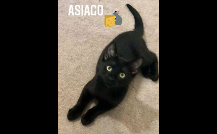 Finders Keepers Cat Rescue - Asiago