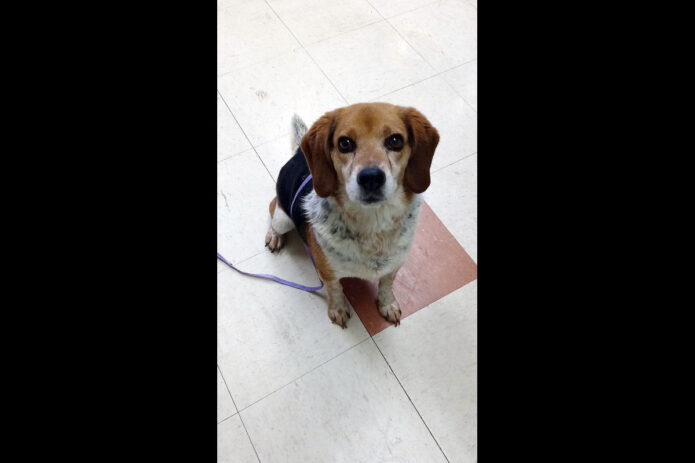 Montgomery County Animal Care and Control - Kipper