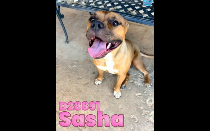 Montgomery County Animal Care and Control - Sasha