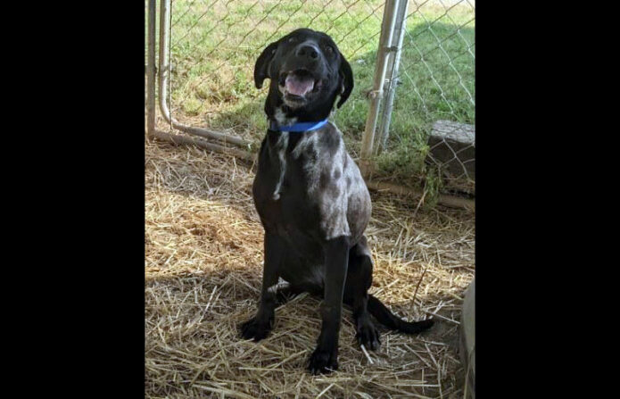 Stewart County Faithful Friends Animal Rescue - Shamrock