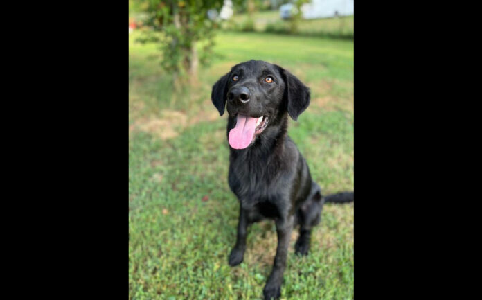 Blake is available at Two Ladies Caring Dog Rescue