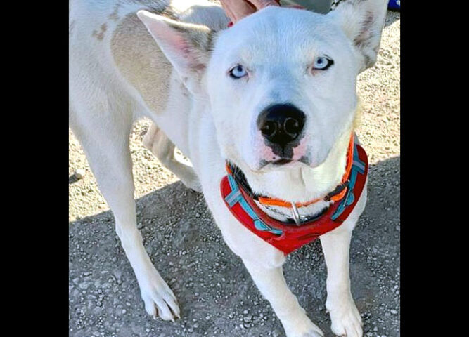 Hot Rod’s Garage Senior Sanctuary - Windy