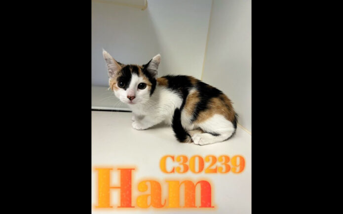 Montgomery County Animal Care and Control - Ham