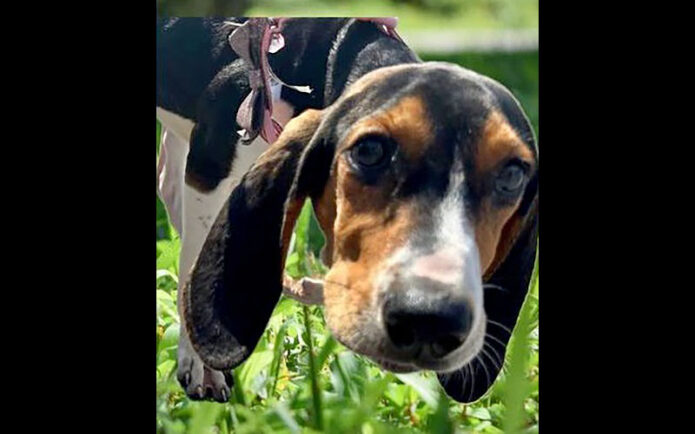 Sagley’s Biker Bully Farm - Jessie Mae