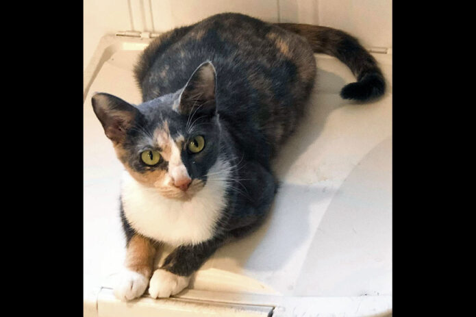 Cat Adoption Team of Stewart County (CATS) - Minnie