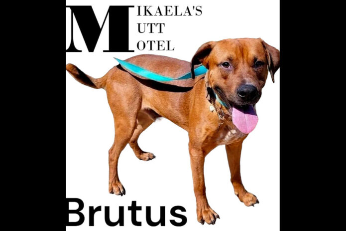 Mikaela’s Mutt Motel - Brutus