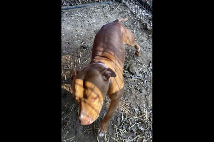 Sagley’s Biker Bully Farm - Morgan