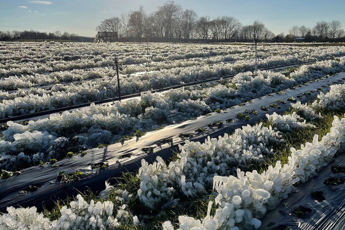 McCulley's Amazin Acres berries freeze.