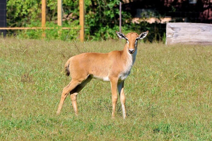 Bontebok Calf Makes Debut at Nashville Zoo. (Nashville Zoo)