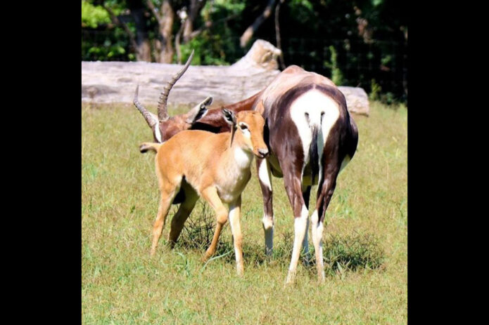 Bontebok Calf born at Nashville Zoo. (Nashville Zoo)