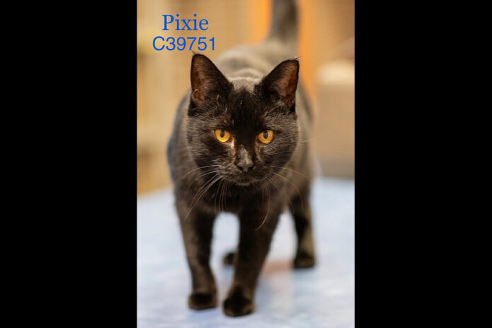 Montgomery County Animal Care and Control - Pixie