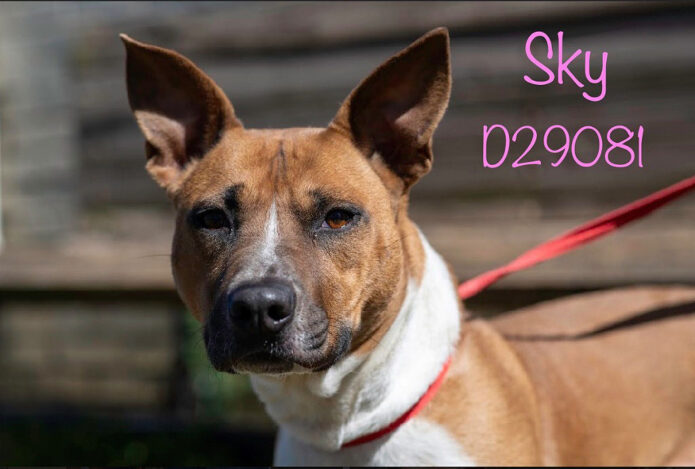 Montgomery County Animal Care and Control - Sky