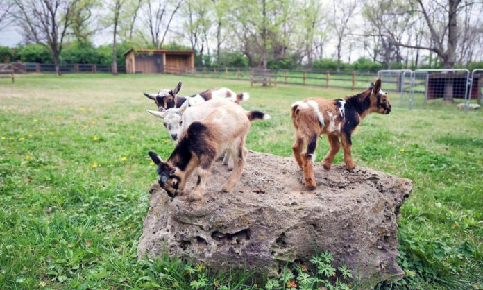 Baby Nigerian Dwarf Goats born at the Nashville Zoo. (Nashville Zoo)