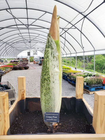 Austin Peay State University’s corpse flower Zeus. (APSU)