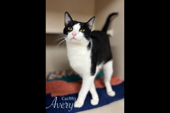 Montgomery County Animal Care and Control - Avery