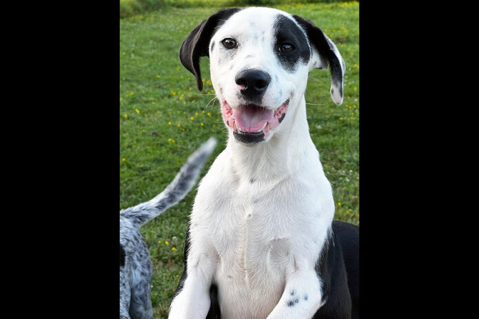 Two Ladies Caring Dog Rescue - Sugar