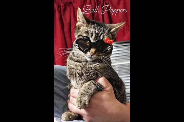 Finders Keepers Cat Rescue - Bell Pepper