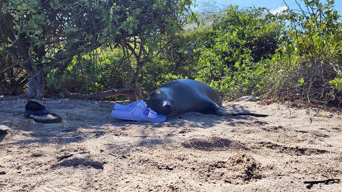 A female sea lion makes herself at home in the shade after claiming the spot from Dr. Madeline Giefer. The Austin Peay State University assistant professor’s shoes and bag are visible nearby. (APSU)