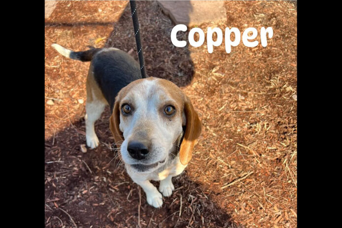 Montgomery County Animal Care and Control - Copper